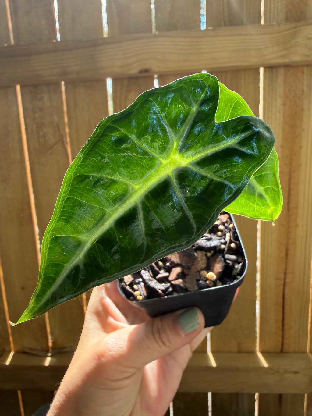 Alocasia ‘Mandalay’ | 3" Pot