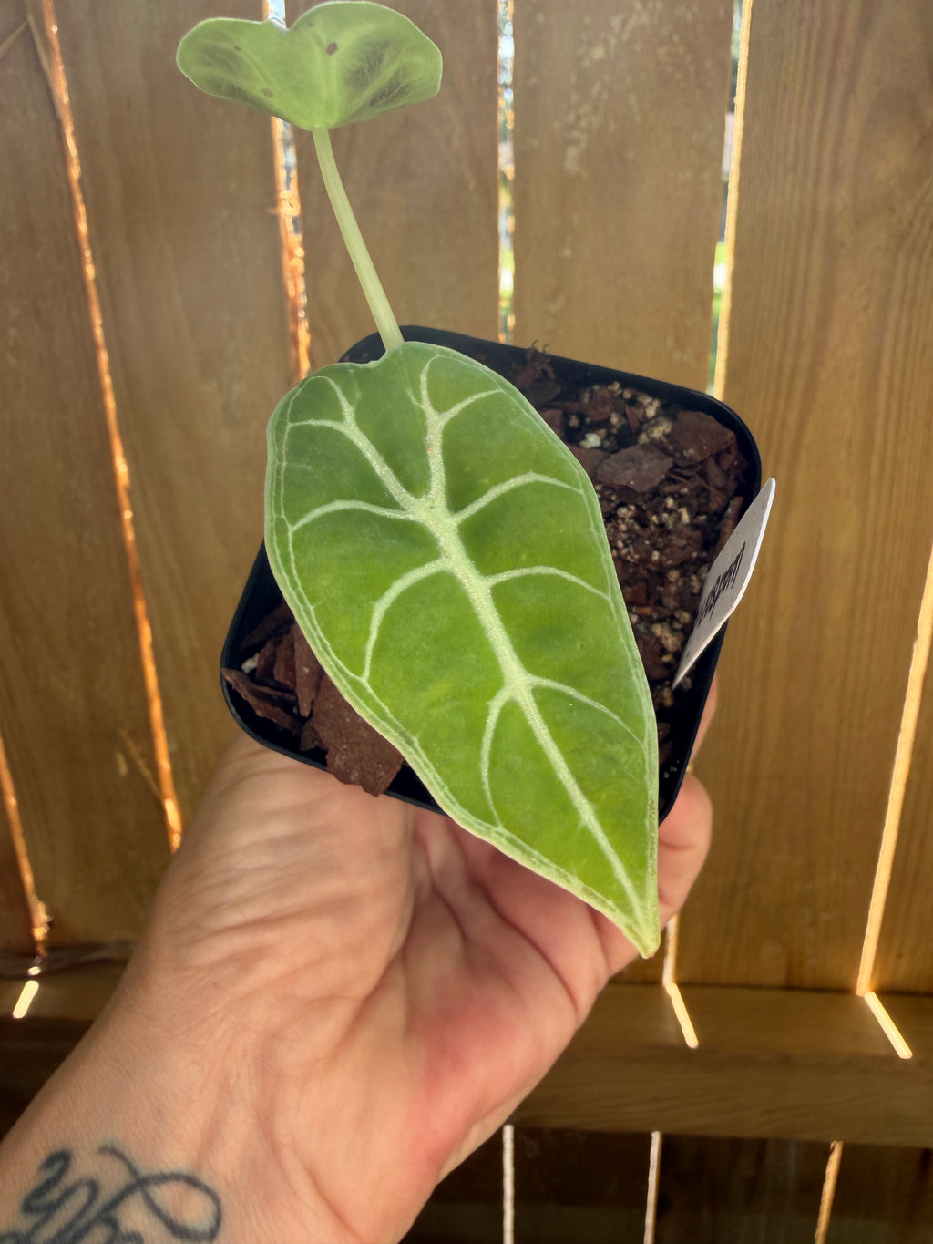Alocasia watsoniana | 3" Pot