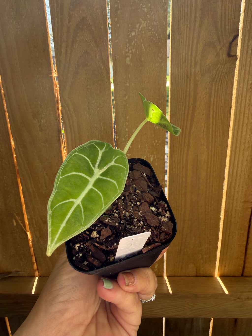 Alocasia watsoniana | 3" Pot
