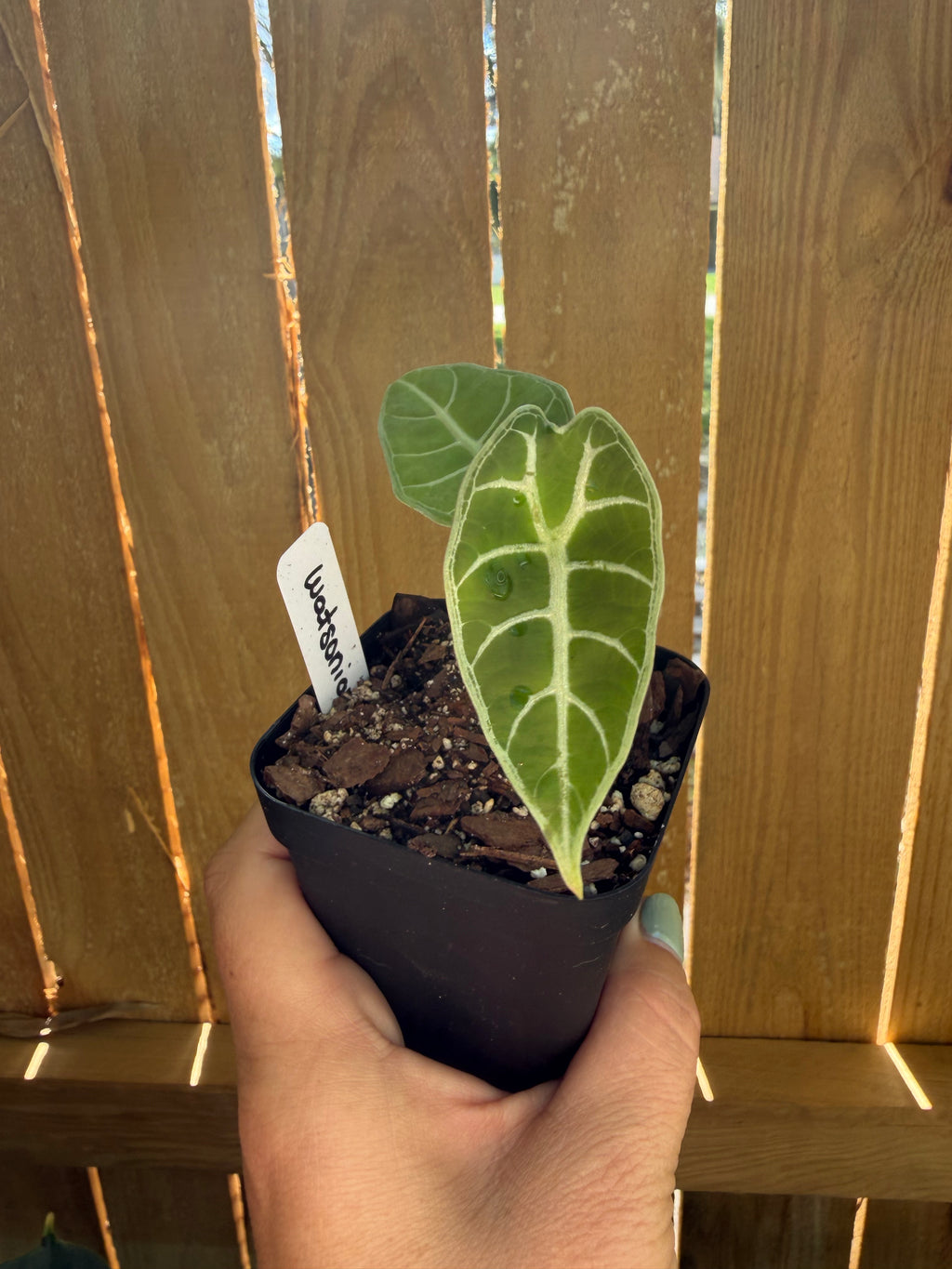 Alocasia watsoniana | 3" Pot
