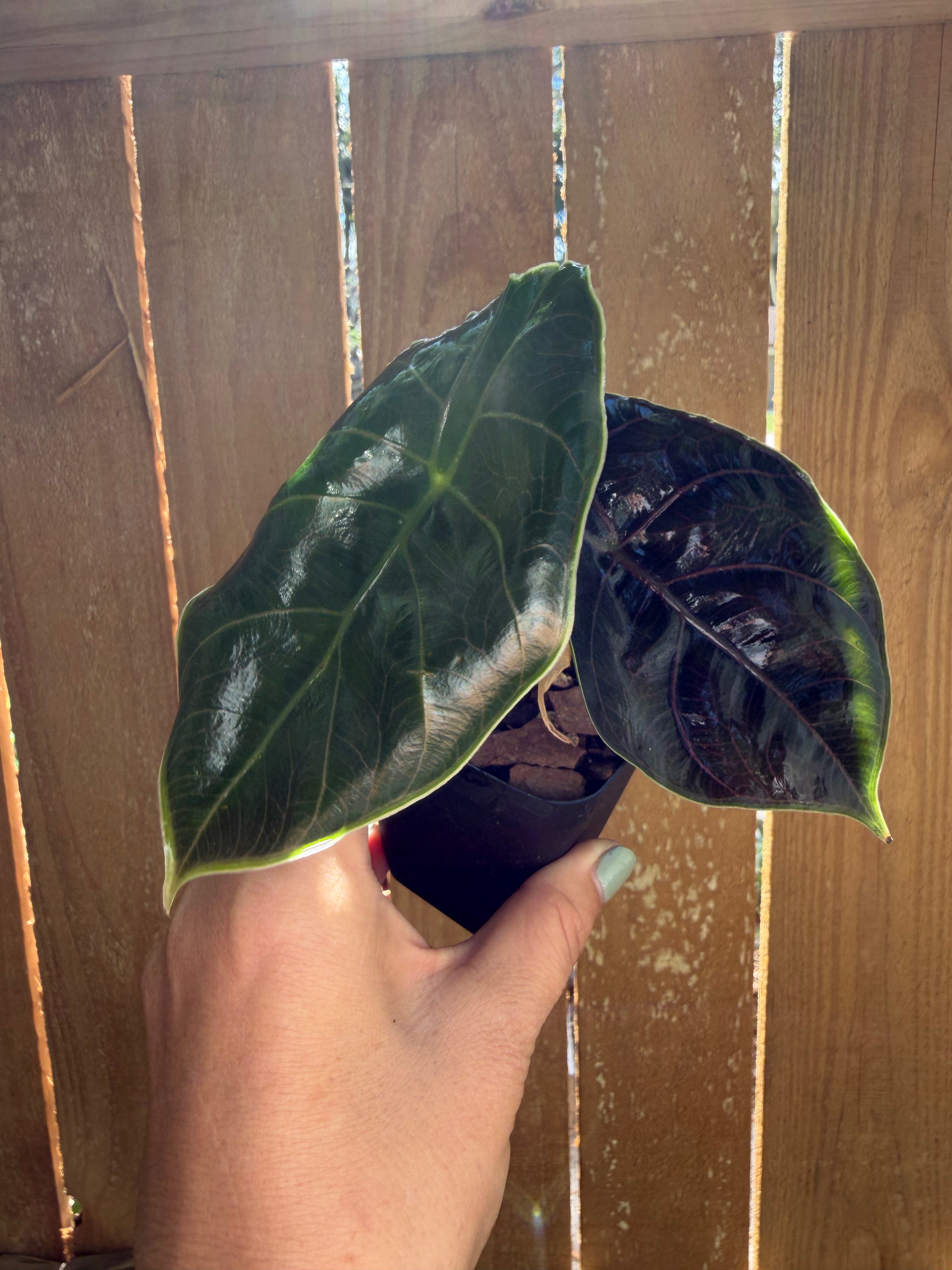 Alocasia azlanii | 3" Pot