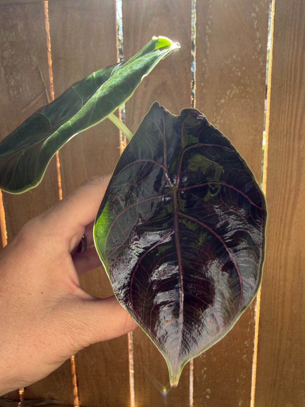 Alocasia azlanii | 3" Pot