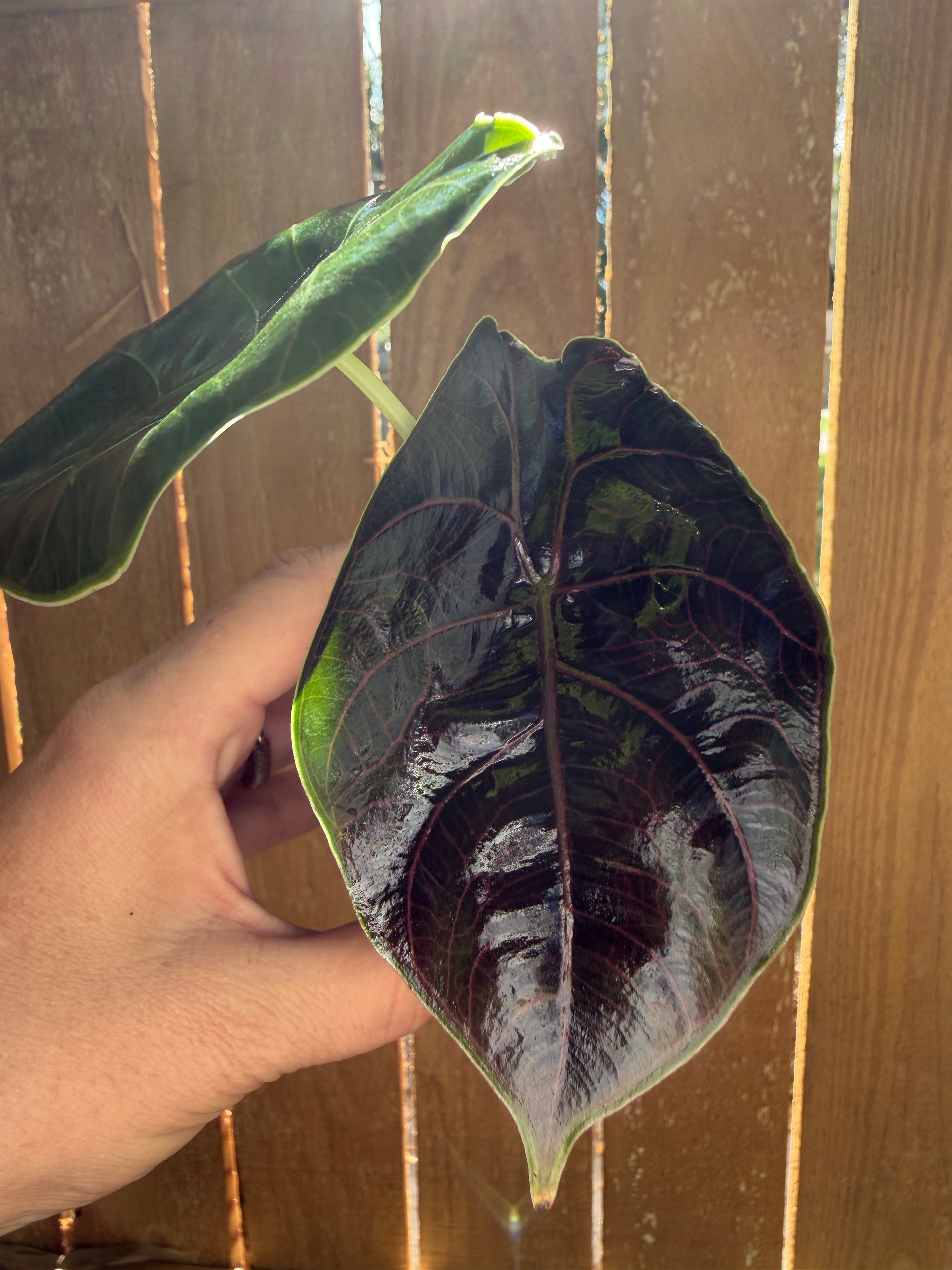 Alocasia azlanii | 3" Pot