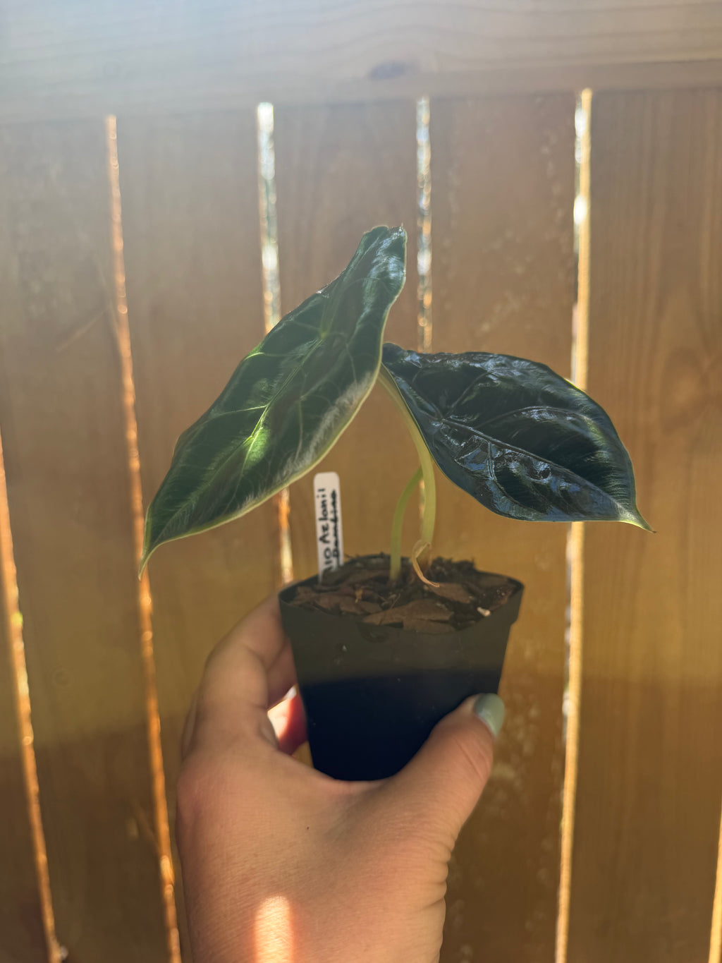 Alocasia azlanii | 3" Pot