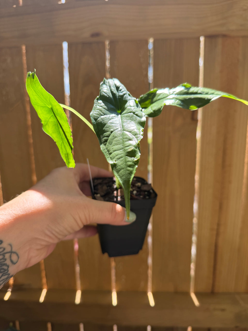 Alocasia ‘Dragon’s Breath’ | 3" Pot