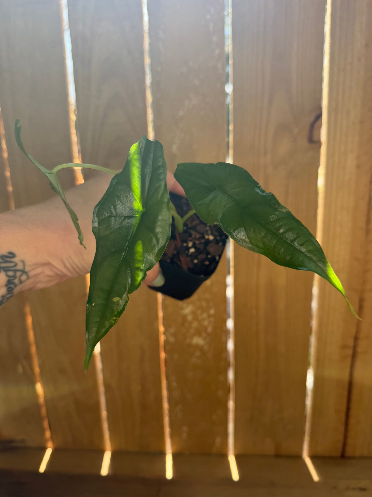 Alocasia ‘Dragon’s Breath’ | 3" Pot