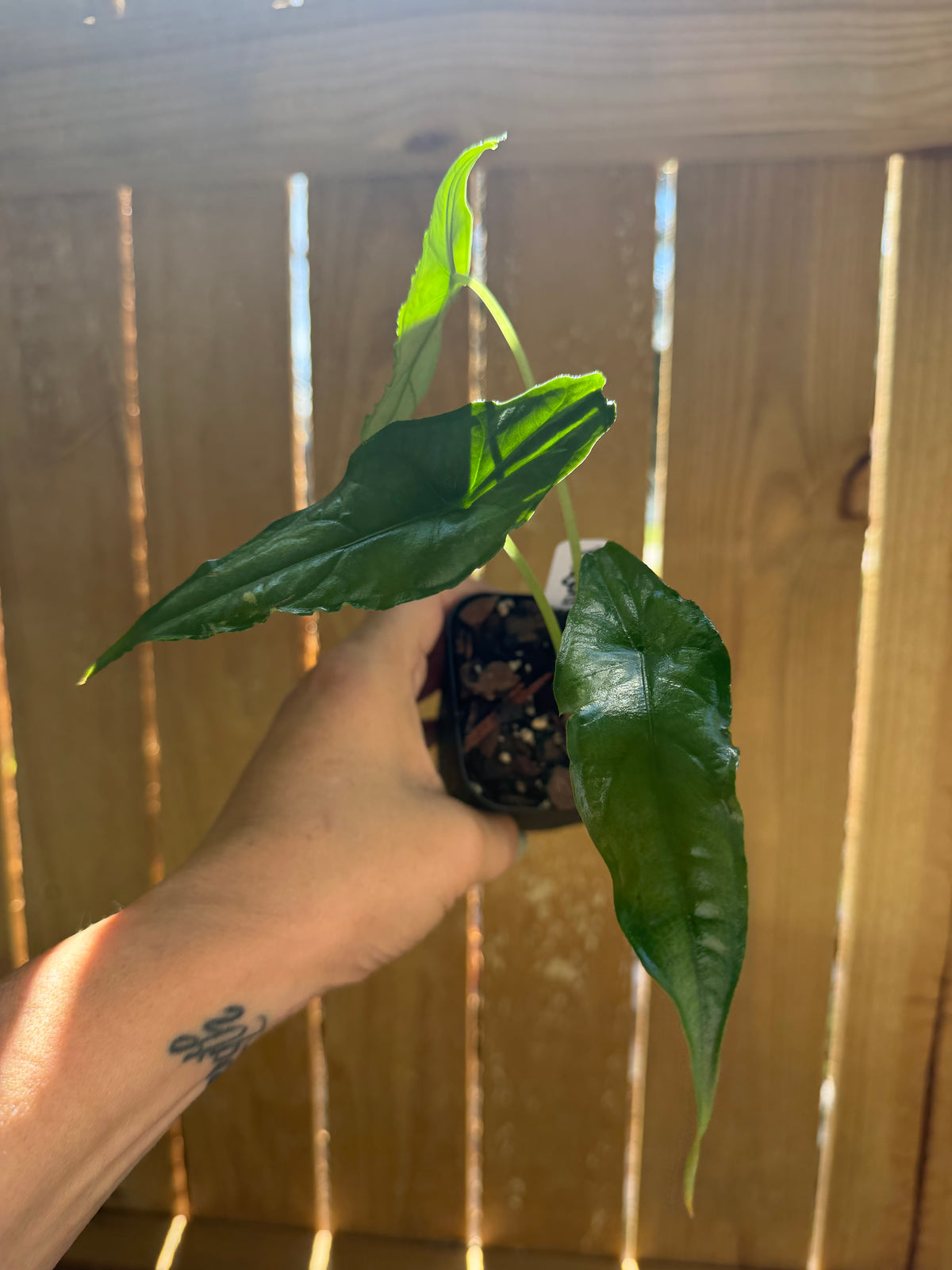 Alocasia ‘Dragon’s Breath’ | 3" Pot