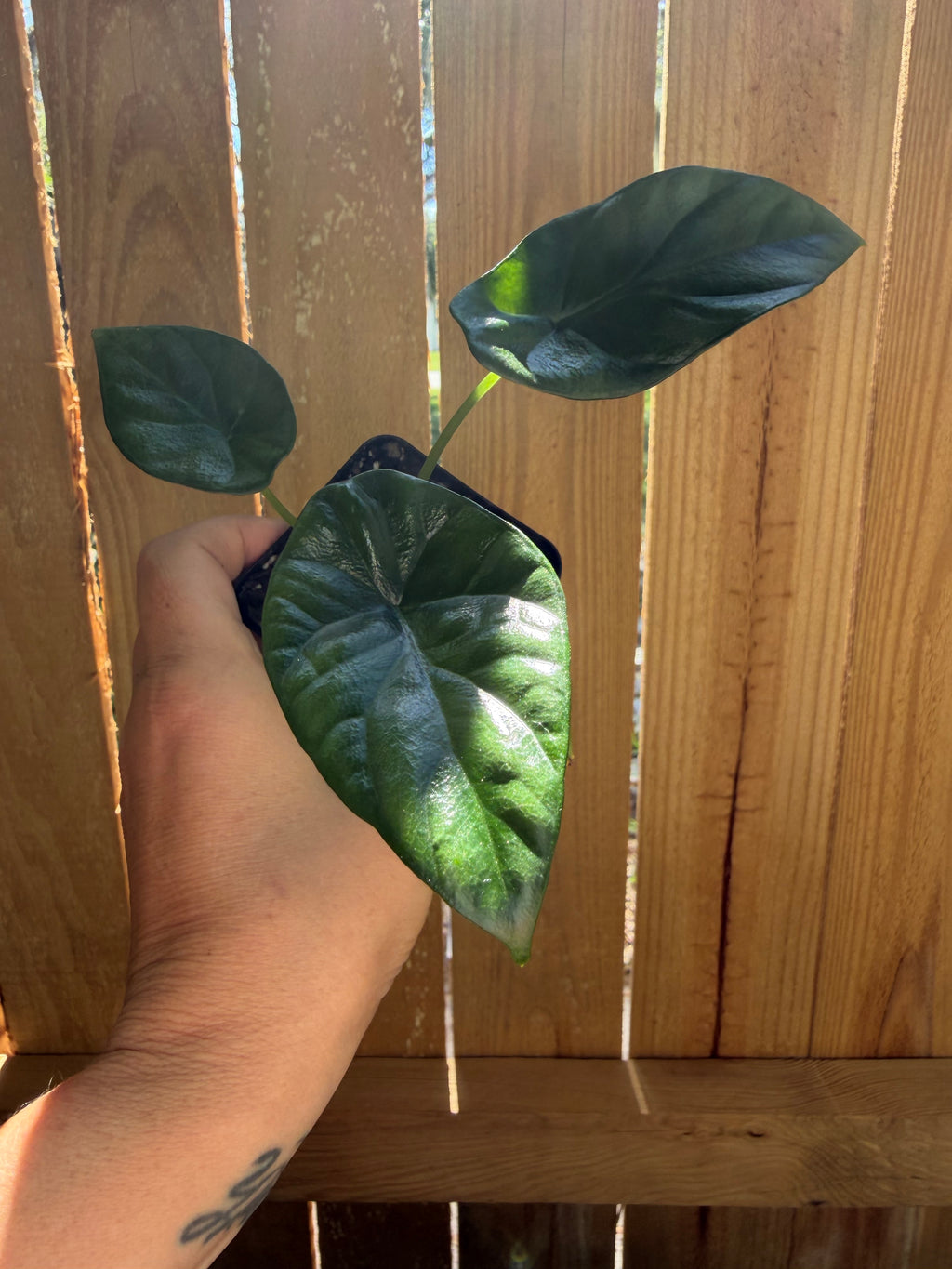 Alocasia ‘Quilted Dreams’ | 3" Pot