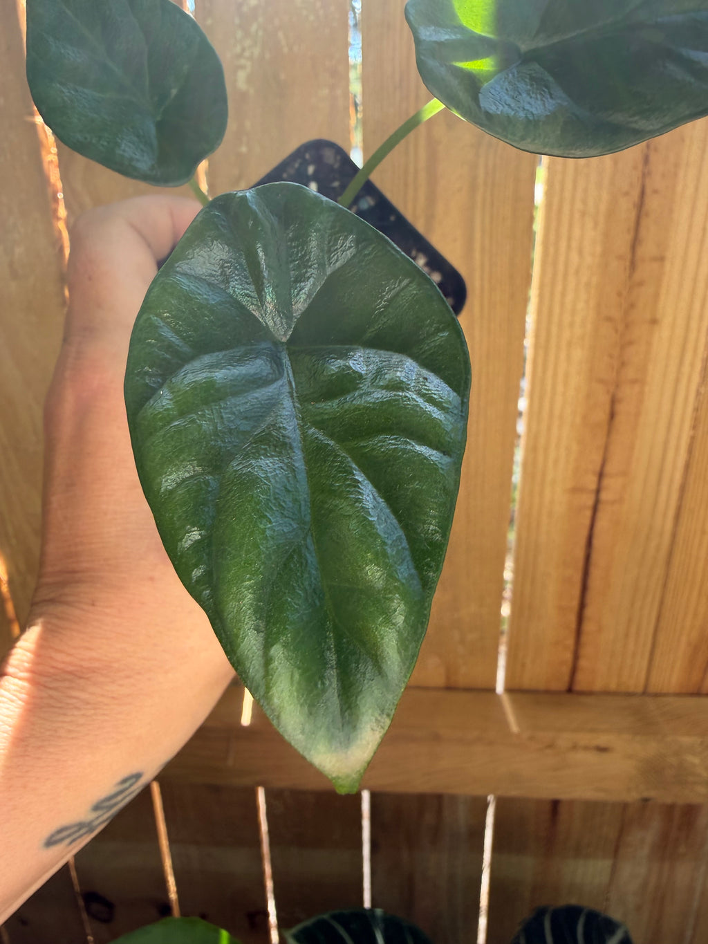 Alocasia ‘Quilted Dreams’ | 3" Pot