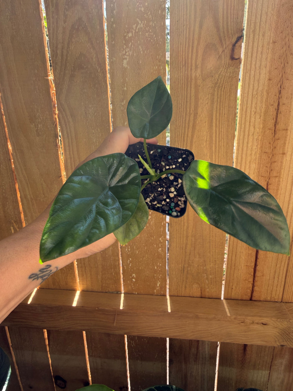 Alocasia ‘Quilted Dreams’ | 3" Pot