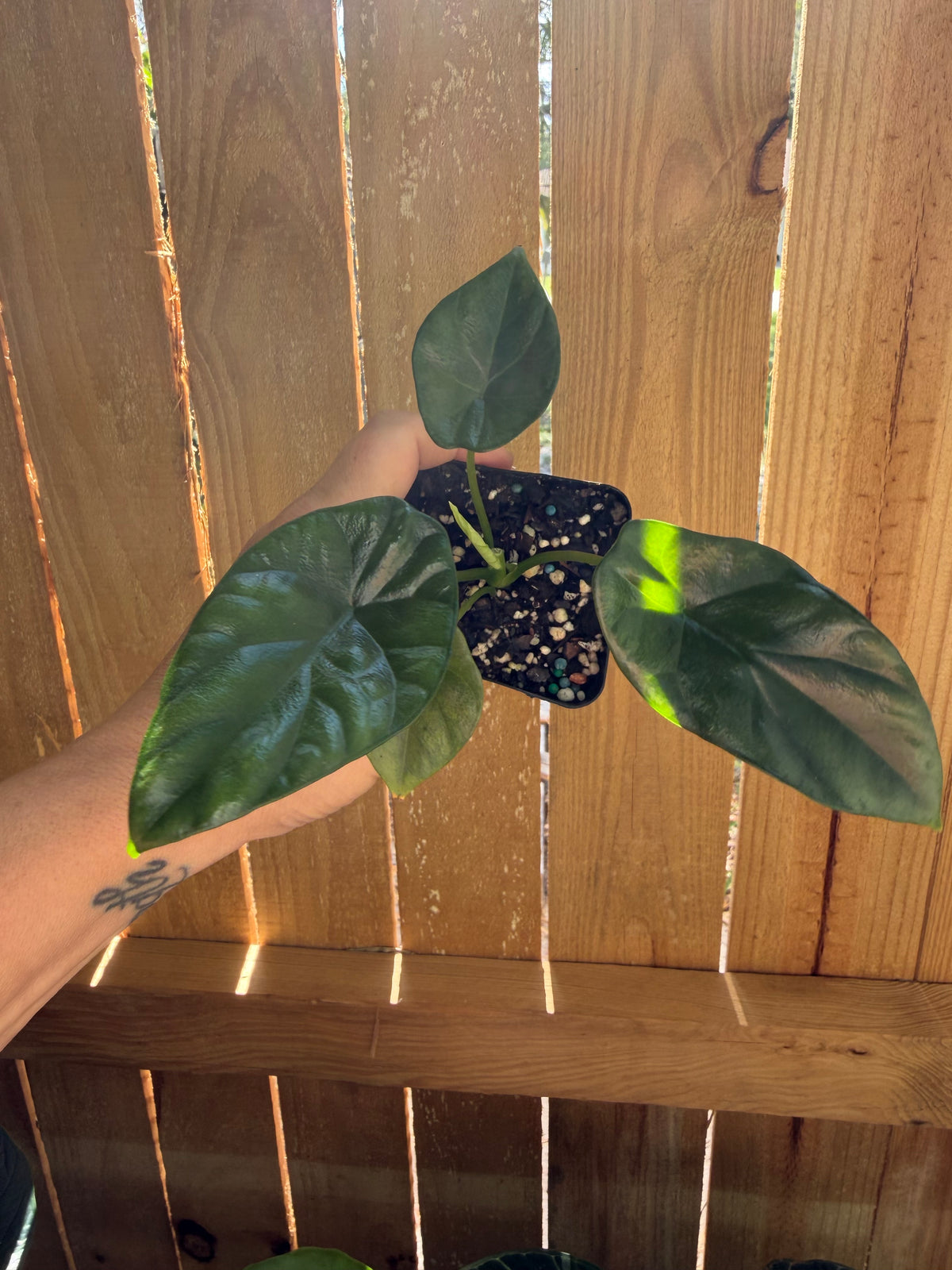 Alocasia ‘Quilted Dreams’ | 3" Pot