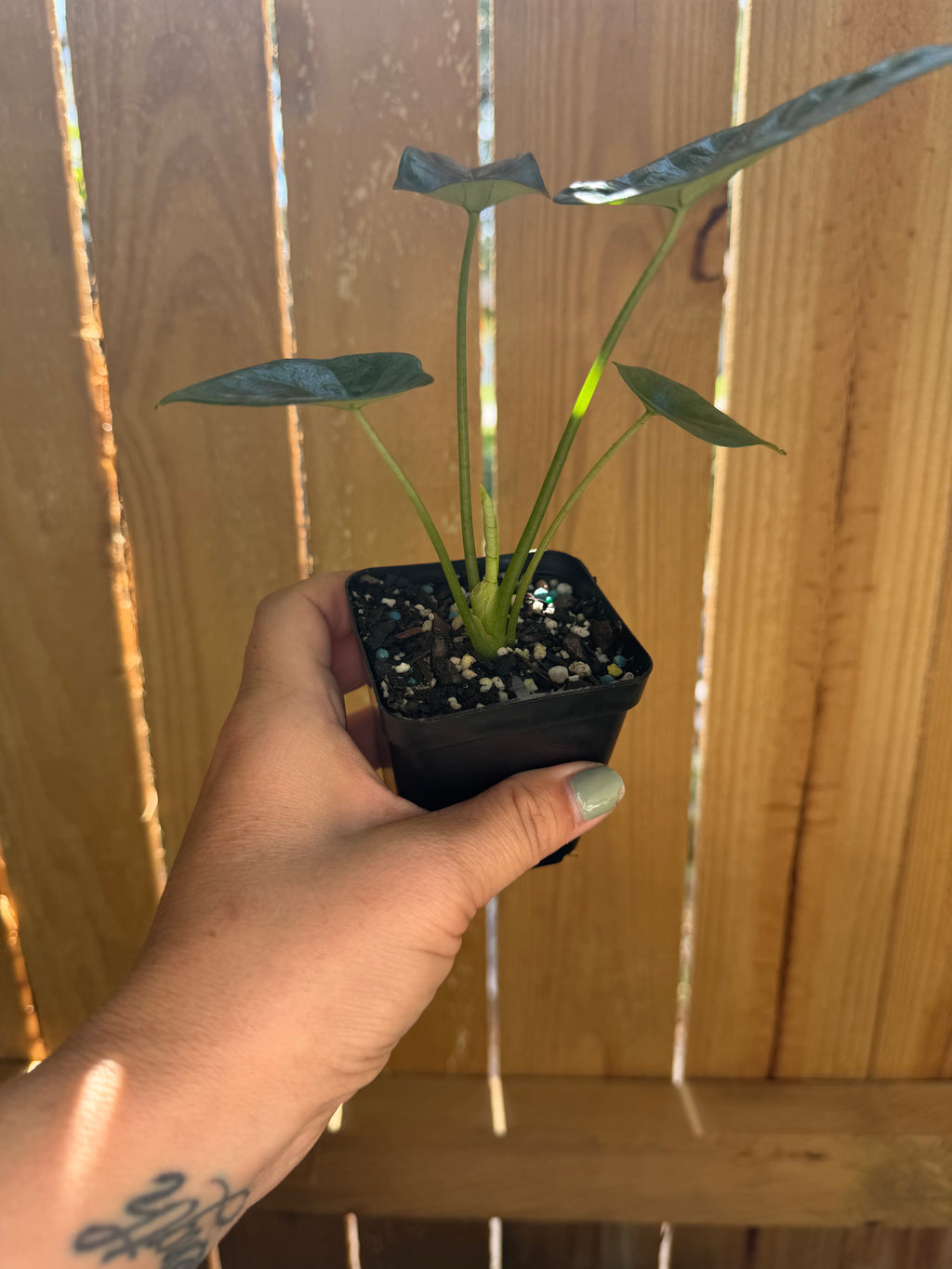 Alocasia ‘Quilted Dreams’ | 3" Pot