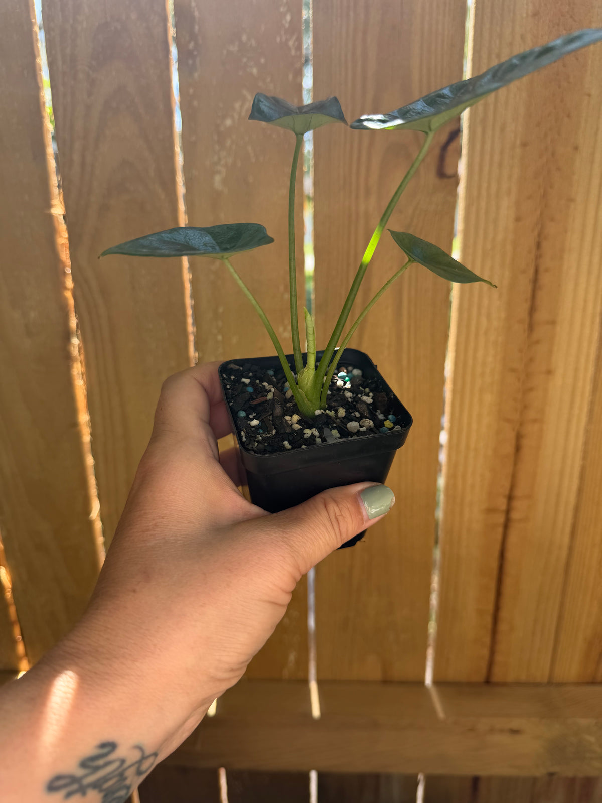 Alocasia ‘Quilted Dreams’ | 3" Pot