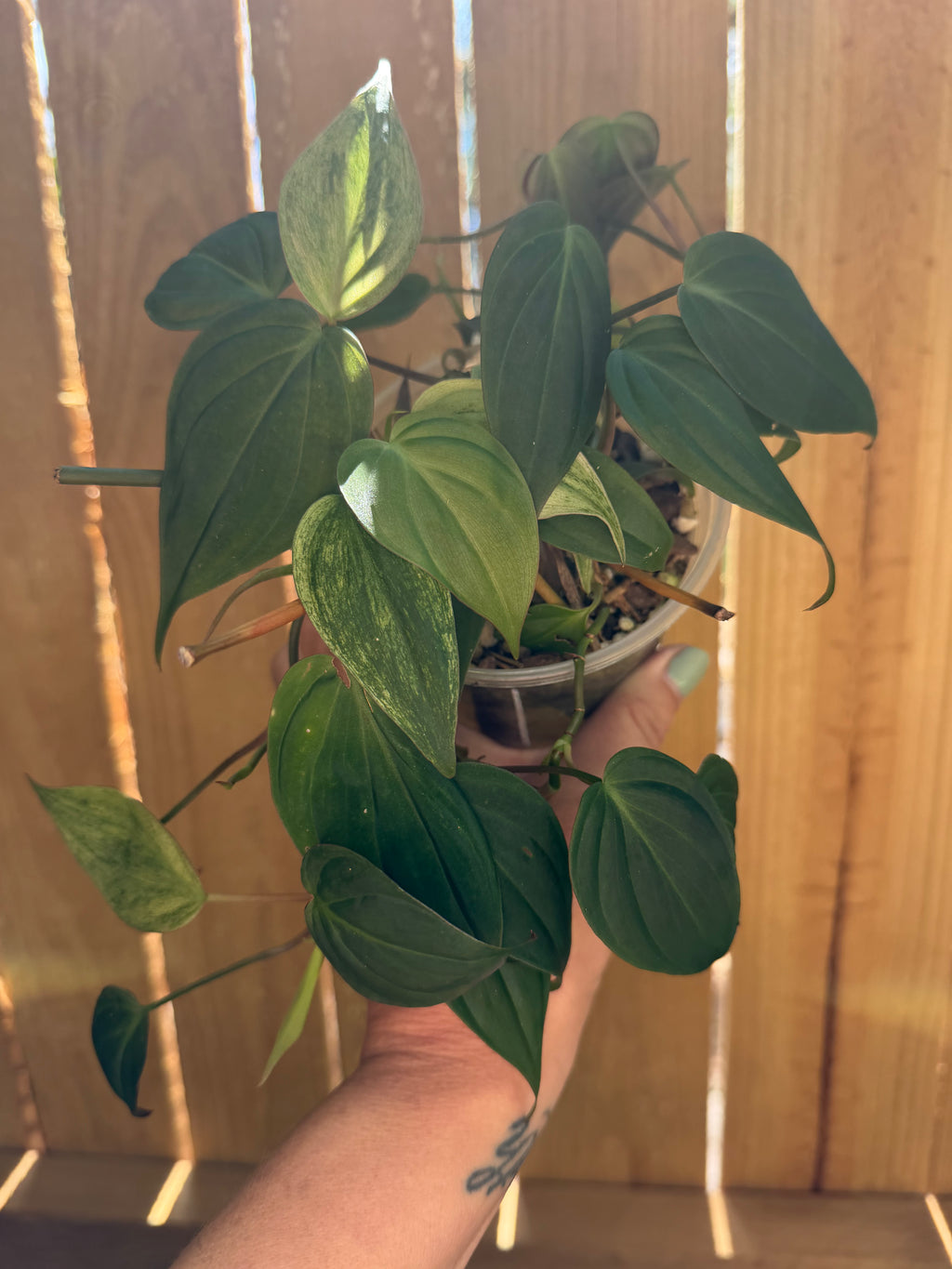 Philodendron hederaceum ‘Micans’ | 4" Pot