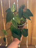 Philodendron hederaceum ‘Micans’ | 4" Pot