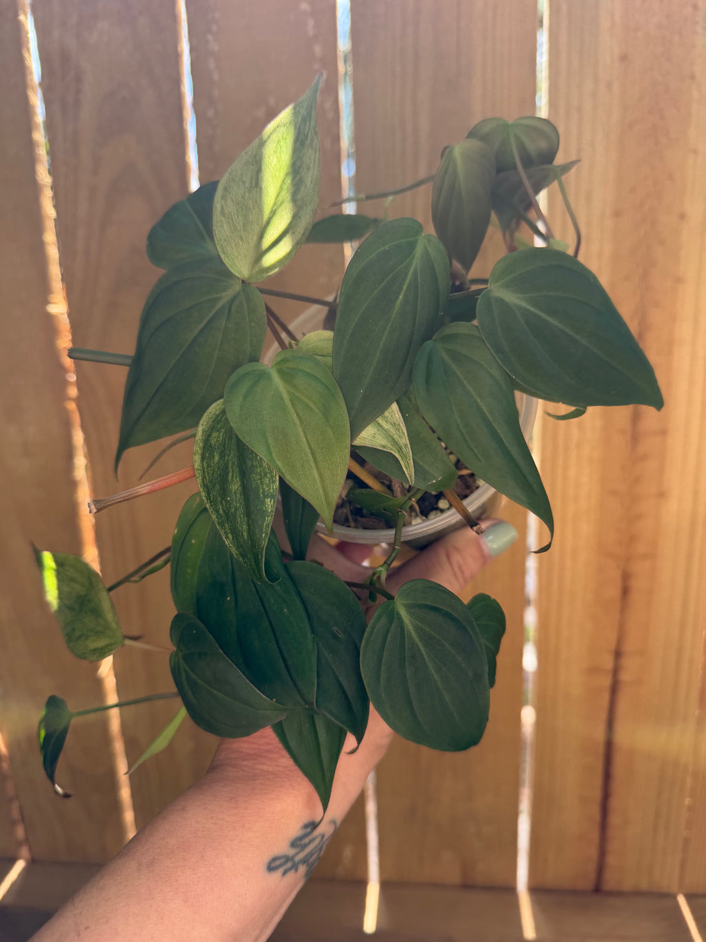 Philodendron hederaceum ‘Micans’ | 4" Pot