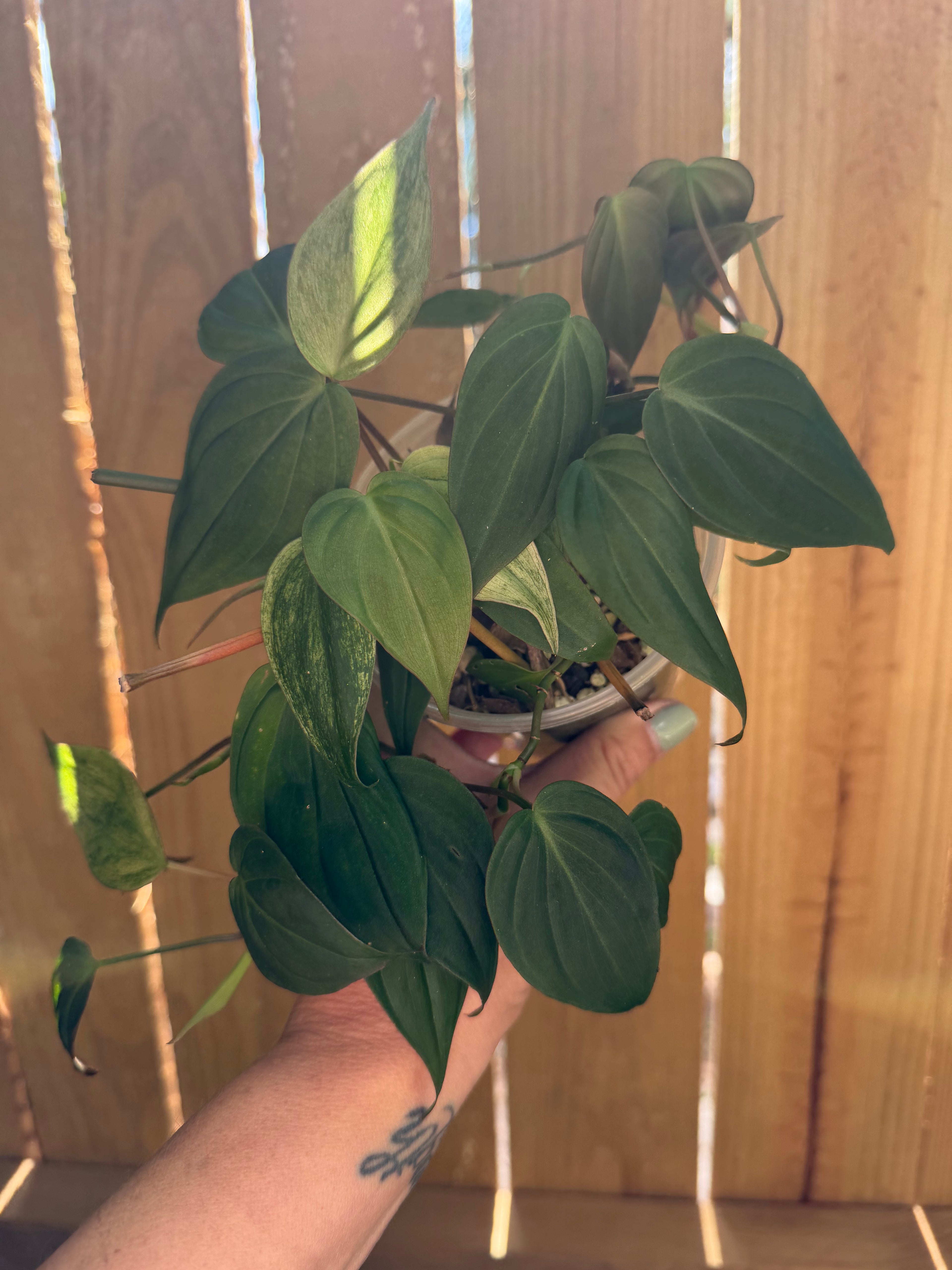 Philodendron hederaceum ‘Micans’ | 4" Pot