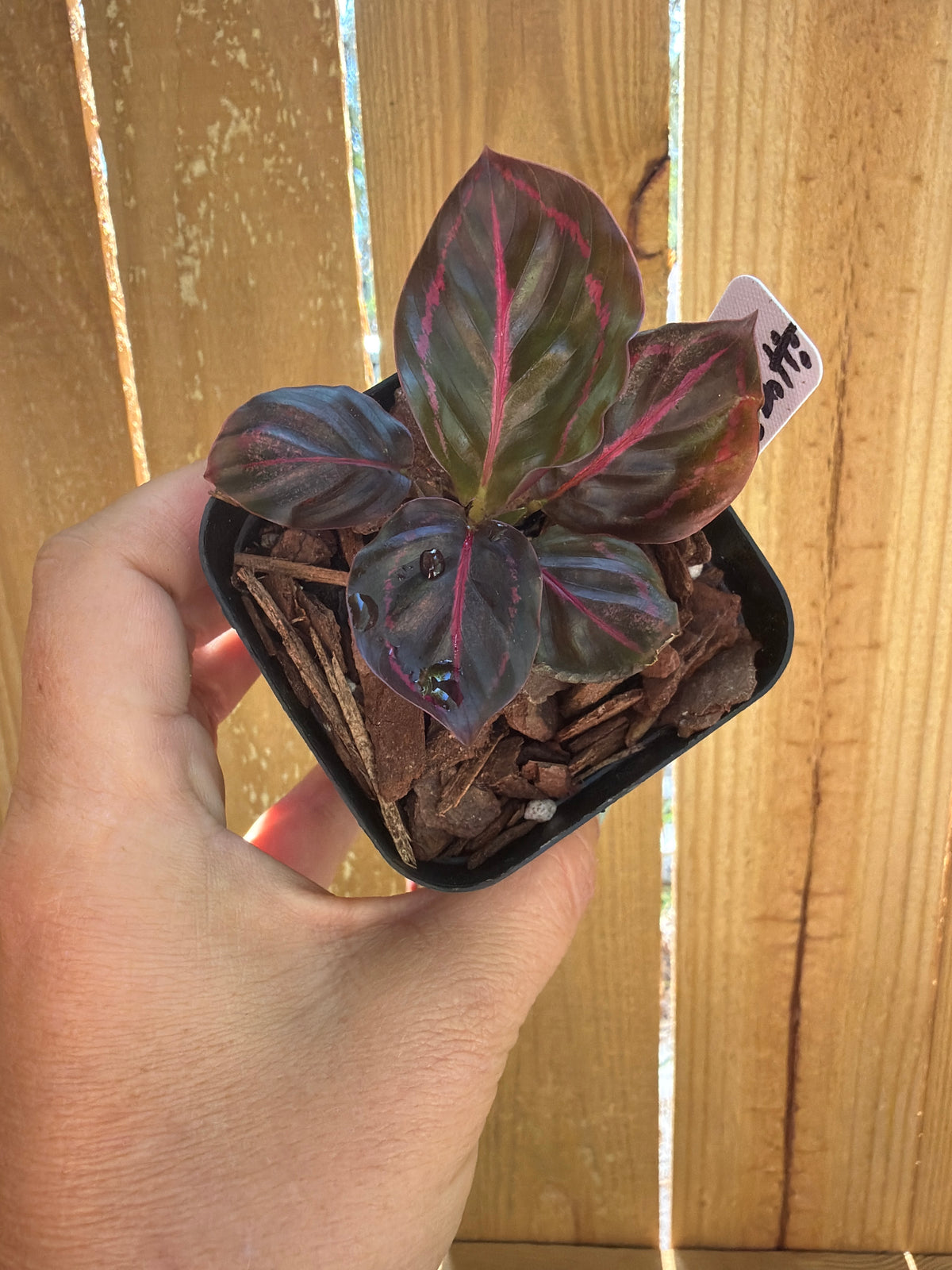 Calathea roseopicta ‘Dottie’ | 3" Pot