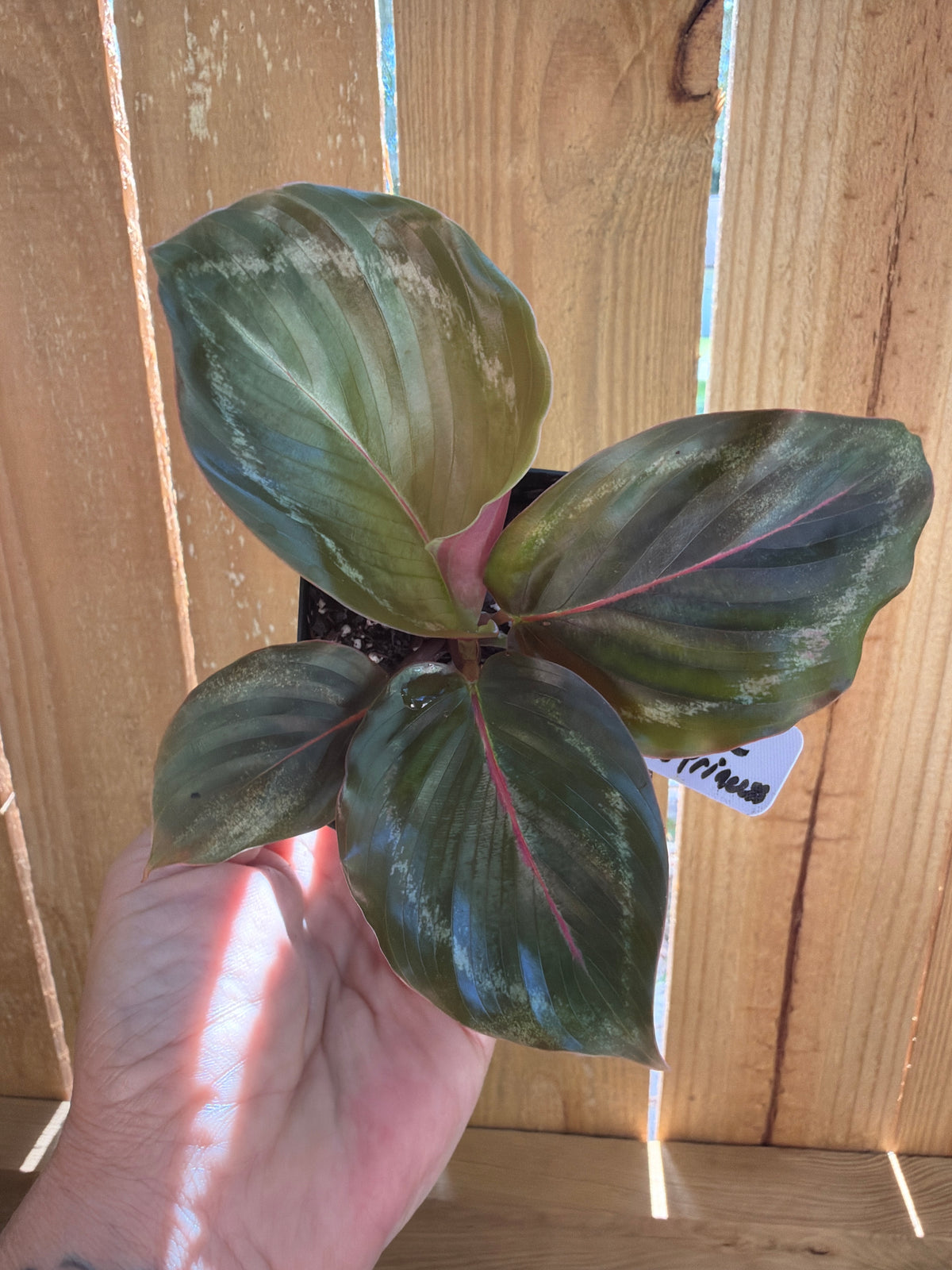 Calathea roseopicta ‘Princess Jessie’ | 3" Pot