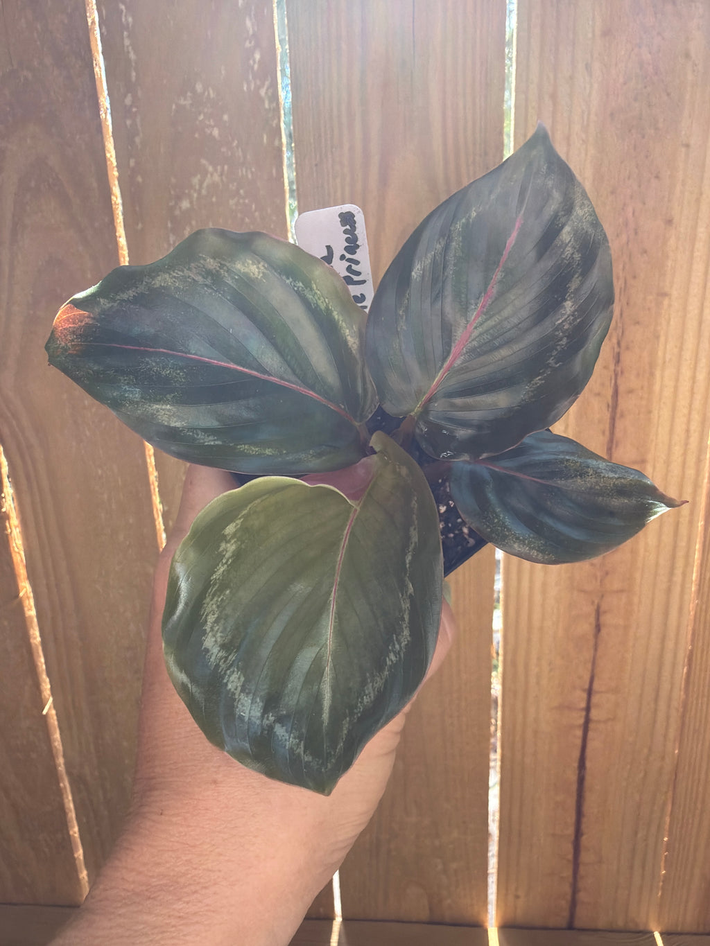 Calathea roseopicta ‘Princess Jessie’ | 3" Pot