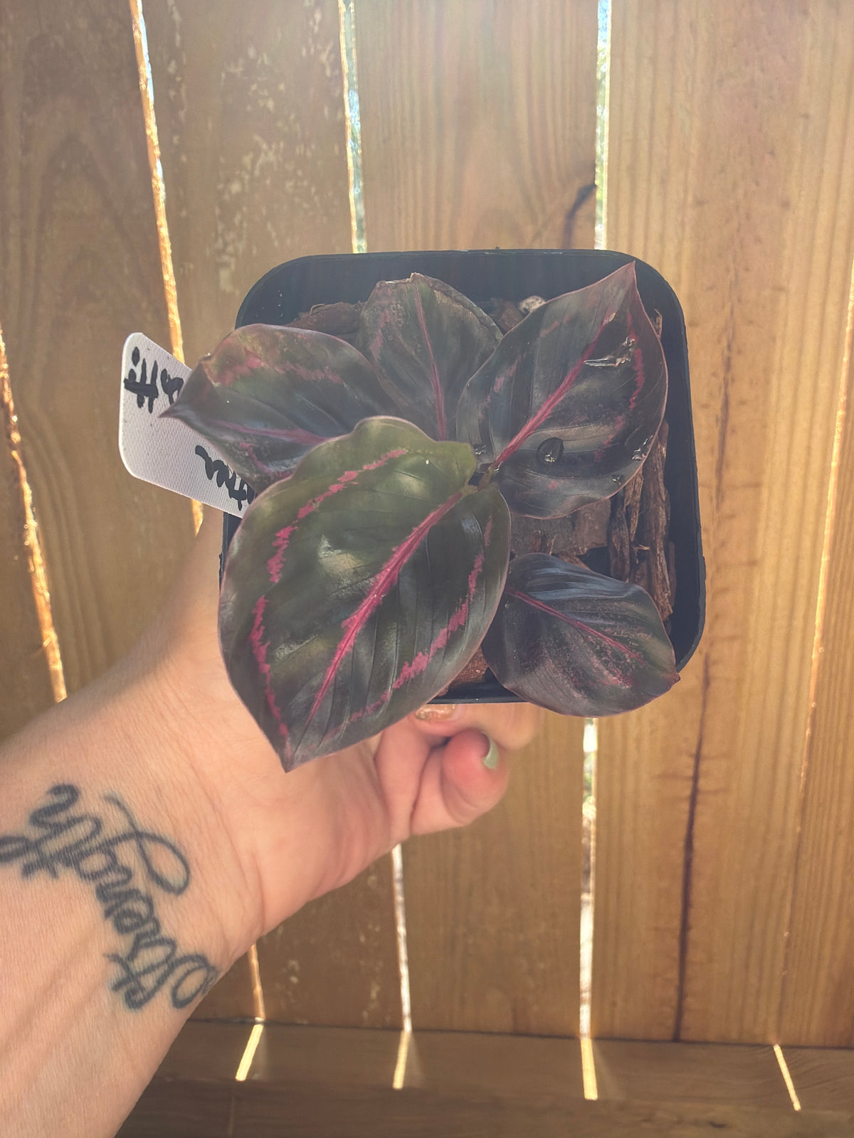 Calathea roseopicta ‘Dottie’ | 3" Pot