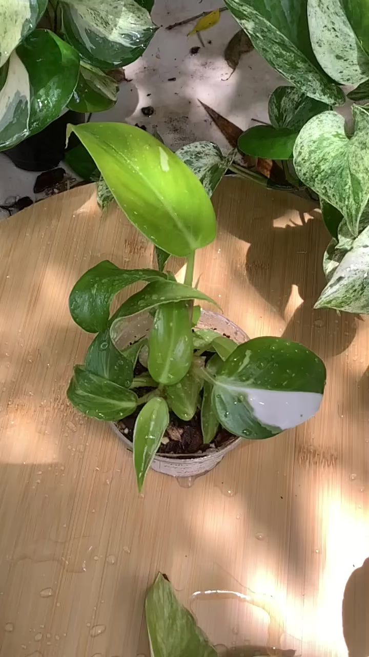 Philodendron 'White Princess' | 3" Pot
